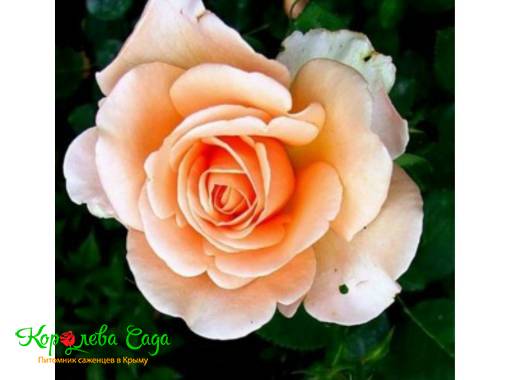 Роза чайно-гибридная Малага