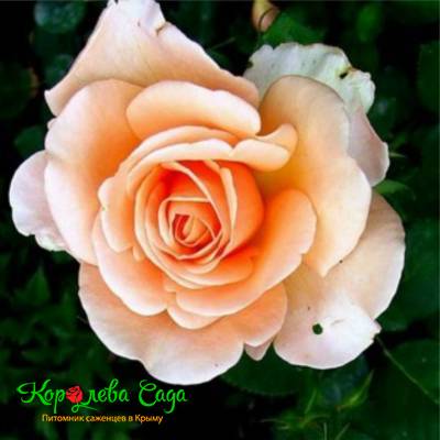 Саженцы Роза чайно-гибридная Малага