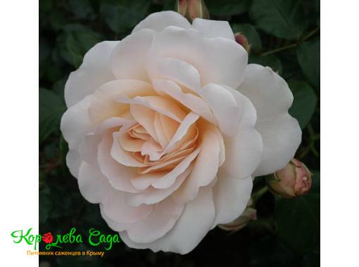 Роза флорибунда Кристал палас