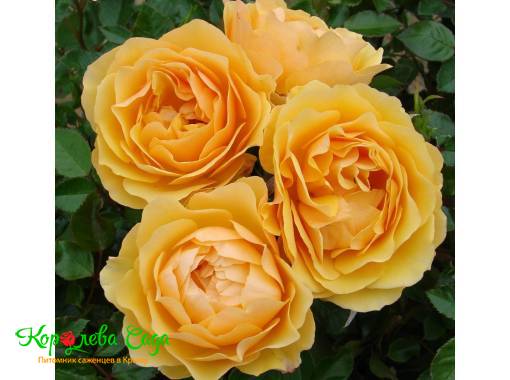 Роза флорибунда Амбер квин