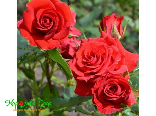 Роза флорибунда Аллотрия