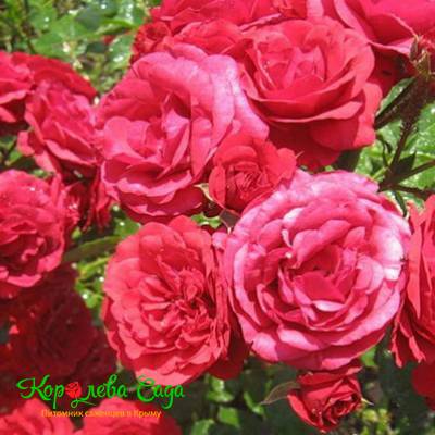 Саженцы Роза флорибунда Стромболи