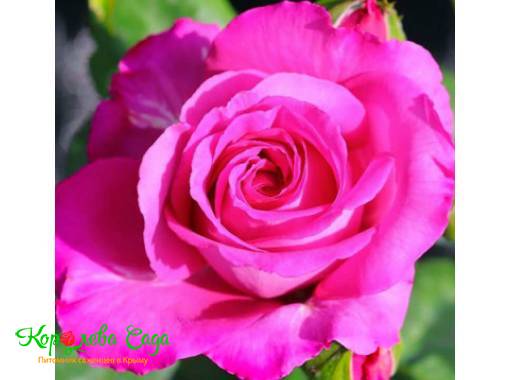 Розы флорибунда: посадка и уход | Интернет-магазин садовых растений