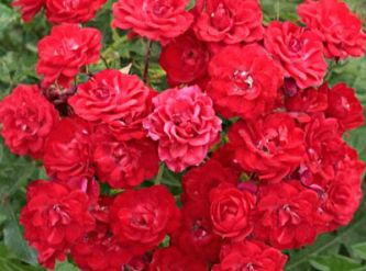 Саженцы Роза почвопокровная Ред фейри