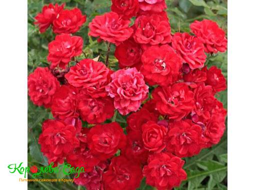 Роза почвопокровная Ред фейри