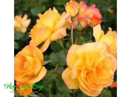 Роза парковая Сахара