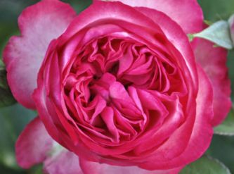 Саженцы Роза английская Розовый лед
