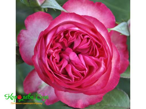 Роза английская Розовый лед
