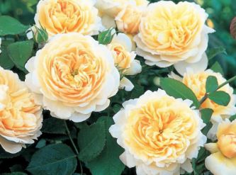 Саженцы Роза английская Крокус роуз