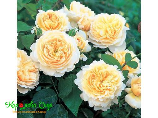 Роза английская Крокус роуз