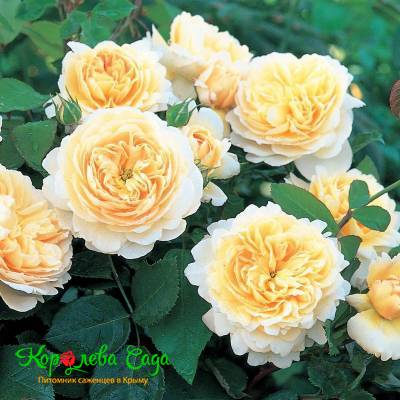 Роза английская Крокус роуз