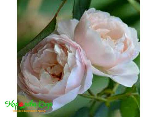 Роза английская Дездемона