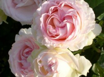Саженцы Роза английская Сердце розы