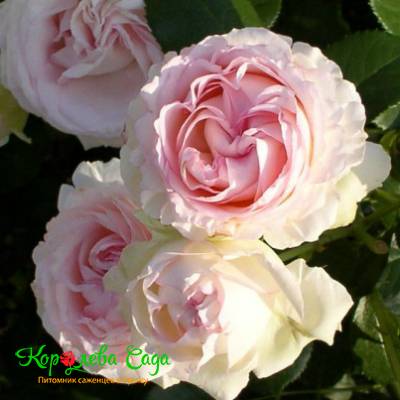 Роза английская Сердце розы