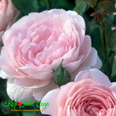 Роза английская Нежность