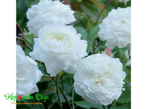 Роза английская Белая сенсация