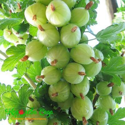 Крыжовник Хиннонмаки вайт