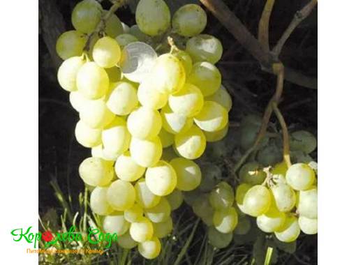 Виноград Амурский белый