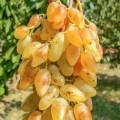 Саженцы Виноград Леди Патриция