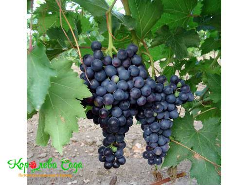 Виноград Черный изумруд