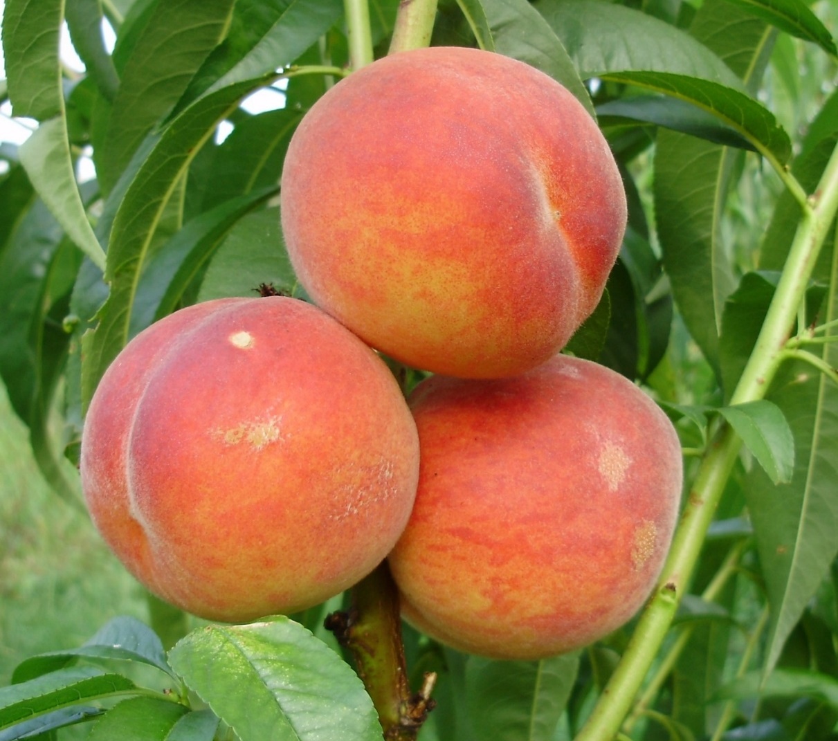 Плоды колоновидного персика