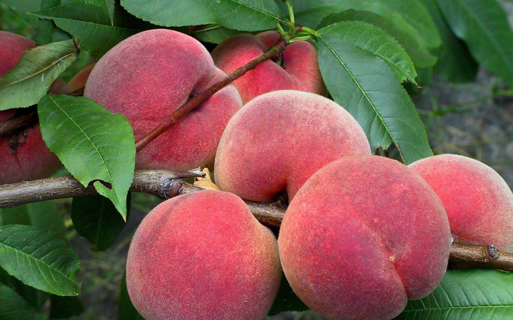 ᐉ Купить Саженцы колоновидных персиков в Крыму почтой