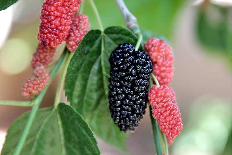 Плоды черной шелковицы, выращенной из саженцев питомника Кородева Сада, Крым
