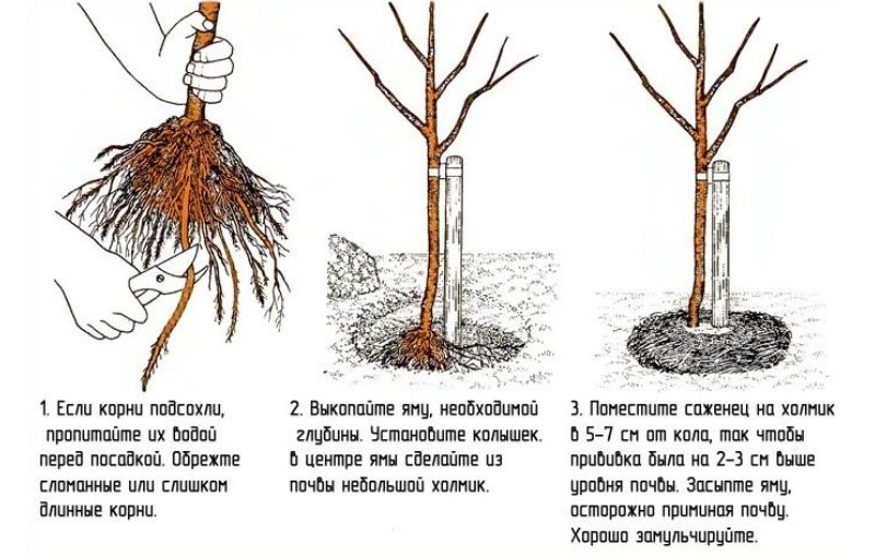 Высадка саженцев колоновидной абрикосы